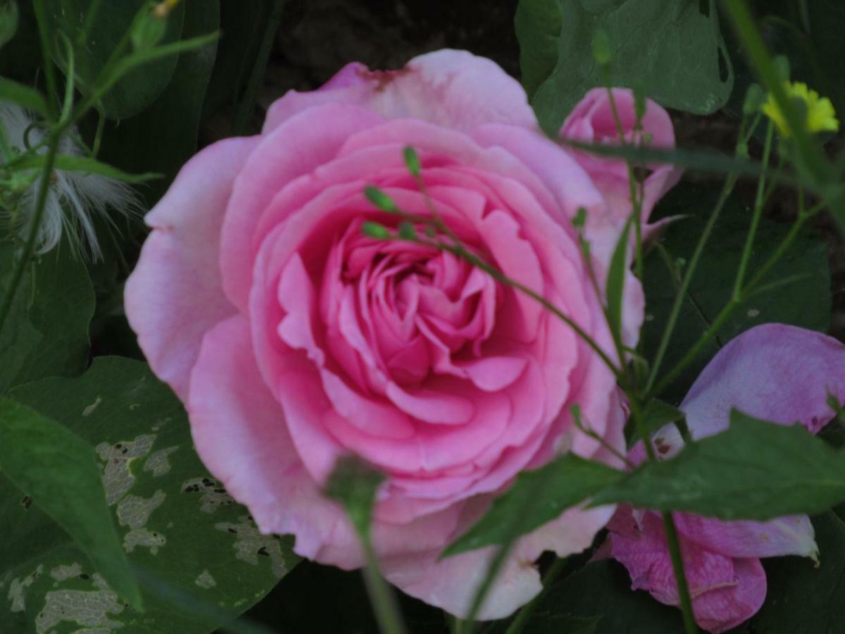 The Old Vicarage Hotel & Restaurant ブリッジウォーター エクステリア 写真 Rosa 'Mary Rose'