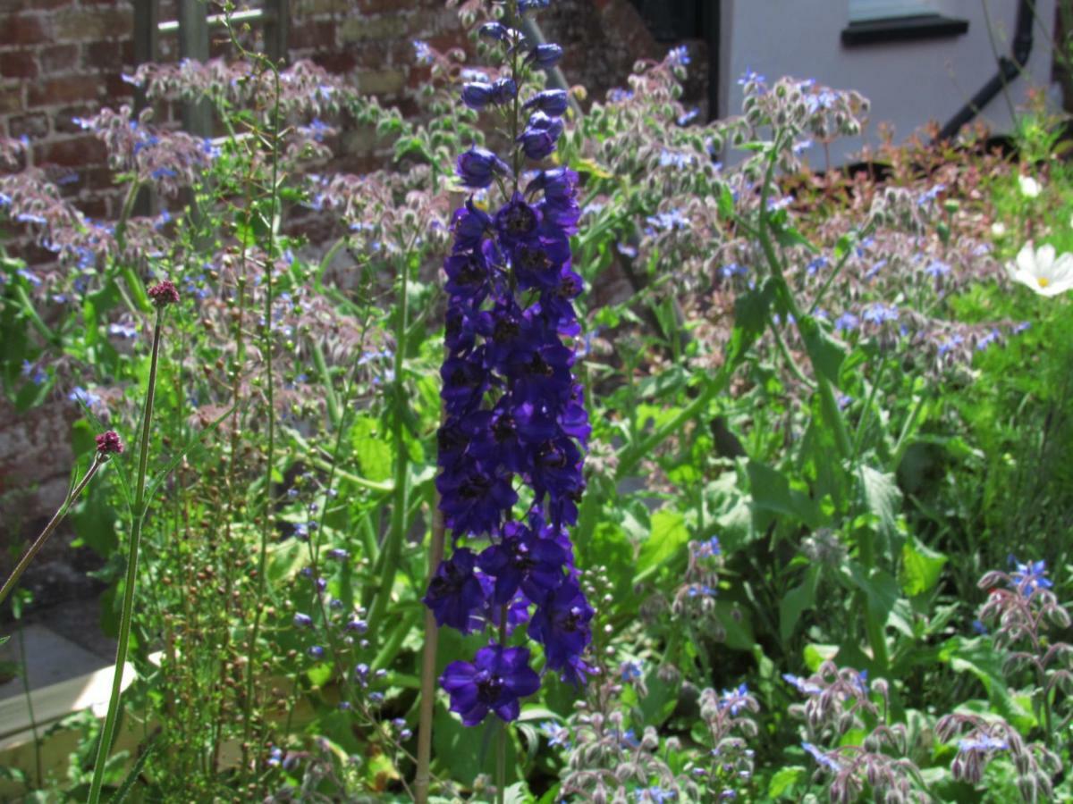 The Old Vicarage Hotel & Restaurant ブリッジウォーター エクステリア 写真 Delphinium 'Blue King'